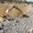 Щебень,песок строительный, песчано гравийная смесь - Изображение #3, Объявление #14722