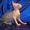 Котёнок канадского сфинкса, мальчик, минковый биколор. - Изображение #2, Объявление #455321