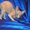 Котёнок канадского сфинкса, колорпоинтовая черепаха с белым. - Изображение #3, Объявление #455341