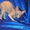 Котёнок канадского сфинкса, голубоглазая. Недорого. - Изображение #2, Объявление #455338