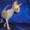 Котёнок канадского сфинкса, голубоглазая. Недорого. - Изображение #3, Объявление #455338