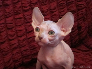 Алматы Казахстан питомник Silvia донские  и канадские сфинксы котята