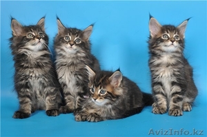 Питомник мейн кунов "KUNKITTI ASTANA" предлагает к продаже котят   - Изображение #2, Объявление #847424