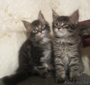 Питомник мейн кунов "KUNKITTI ASTANA" предлагает к продаже котят   - Изображение #1, Объявление #847424