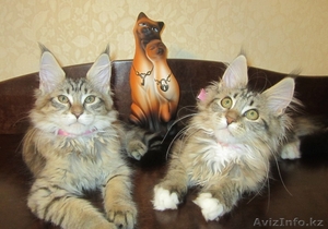 Продаются мейн кун из питомника 