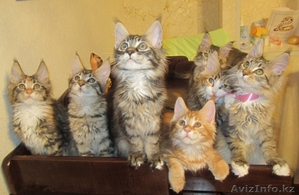 Продаются Котята мейн кун Астана
