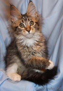 Питомник мейн кунов "KUNKITTI ASTANA" предлагает к продаже котят   - Изображение #3, Объявление #847424