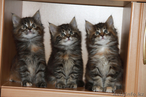 Предлагаем к продаже котят породы мейн кун