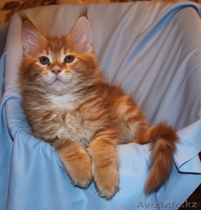 Питомник мейн кунов "KUNKITTI ASTANA" предлагает к продаже котят   - Изображение #6, Объявление #847424