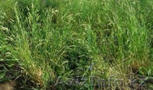 Семенной материал 