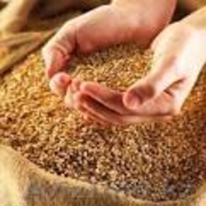 Продам ячмень