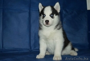 Продам щенков хаски