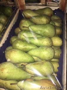 Яблоки из Польши разных сортов