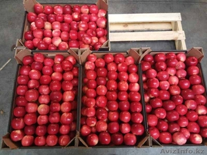 Продаю яблоки из Польши отличного качества - Изображение #1, Объявление #1529880