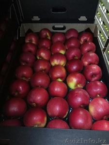 Продаю яблоки из Польши отличного качества - Изображение #2, Объявление #1529880