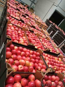 Продаю яблоки из Польши отличного качества - Изображение #3, Объявление #1529880