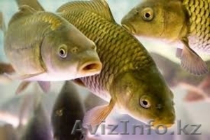 Вобла Продам Атырауская рыба - Изображение #1, Объявление #1579581
