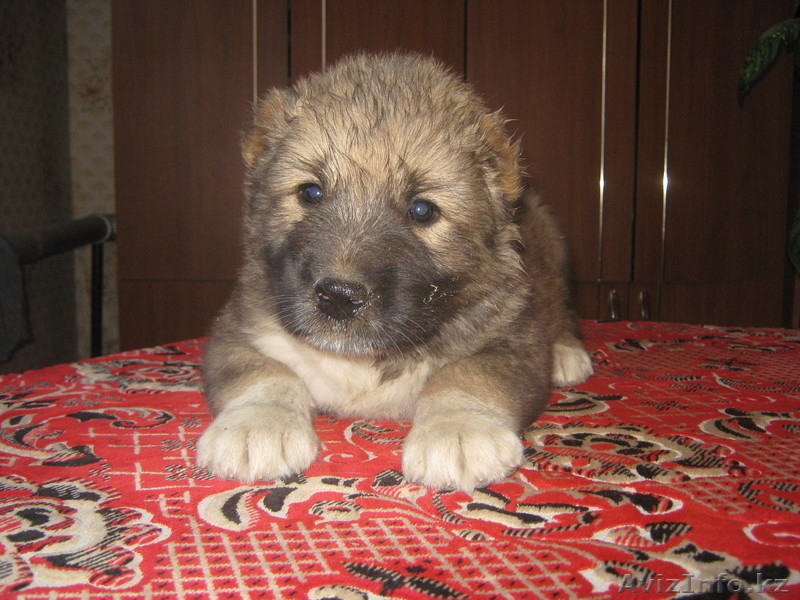 Щенки северо-кавказского волкодава от тестовых Чемпионов  Кавказа иДагестана. - Изображение #1, Объявление #74082