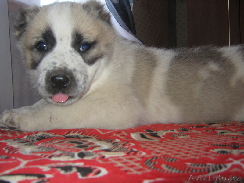 Щенки северо-кавказского волкодава от тестовых Чемпионов  Кавказа иДагестана. - Изображение #2, Объявление #74082