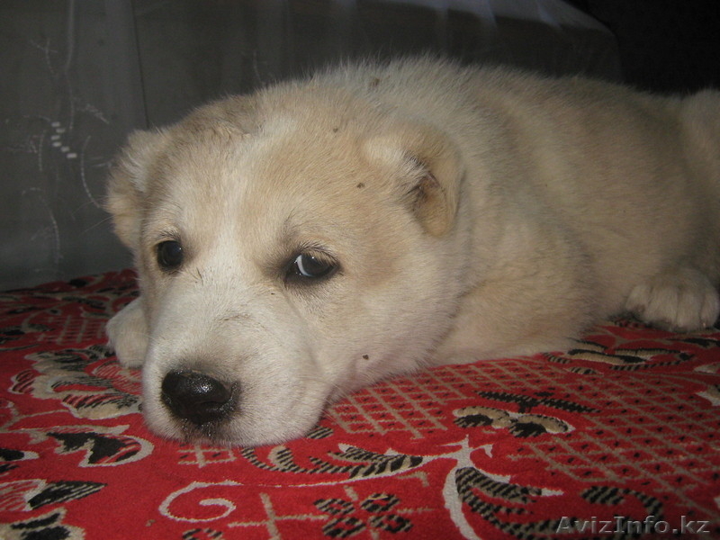 Щенки северо-кавказского волкодава от тестовых Чемпионов  Кавказа иДагестана. - Изображение #3, Объявление #74082