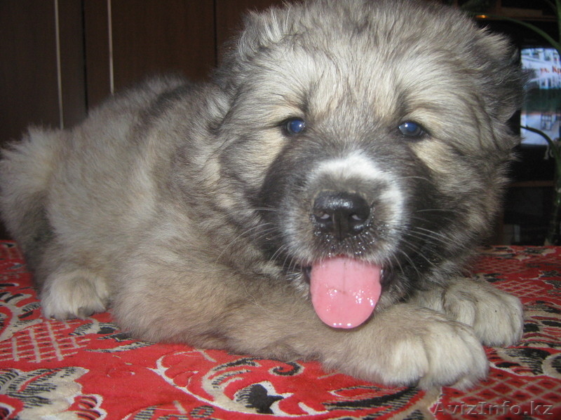 Щенки северо-кавказского волкодава от тестовых Чемпионов  Кавказа иДагестана. - Изображение #5, Объявление #74082