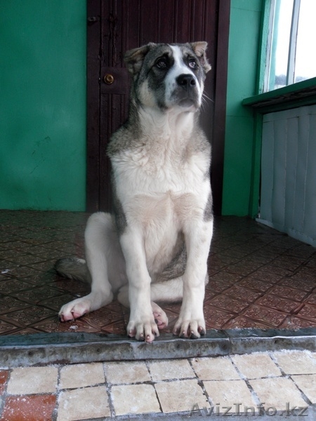 щенок кавказского волкодава - Изображение #2, Объявление #121677