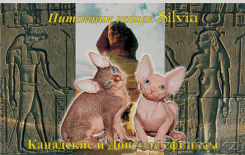 канадские сфинксы и донские сфинксы - Изображение #1, Объявление #181801