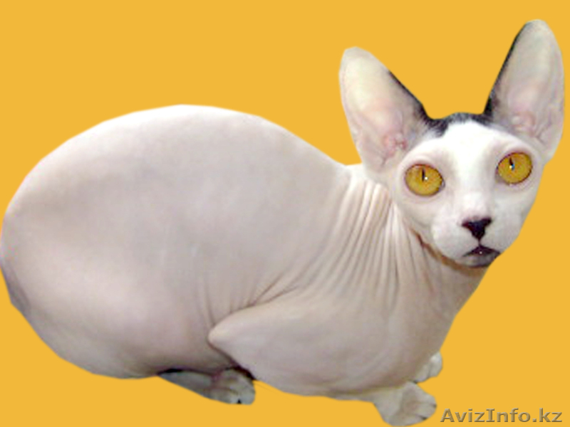 канадские сфинксы и донские сфинксы - Изображение #5, Объявление #181801