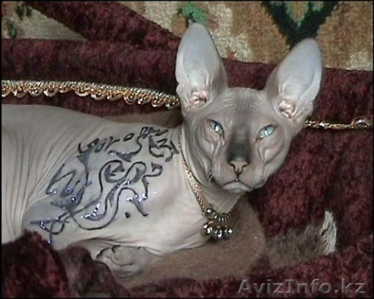 канадские сфинксы и донские сфинксы - Изображение #7, Объявление #181801