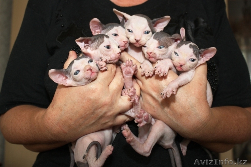 канадские сфинксы и донские сфинксы - Изображение #6, Объявление #181801