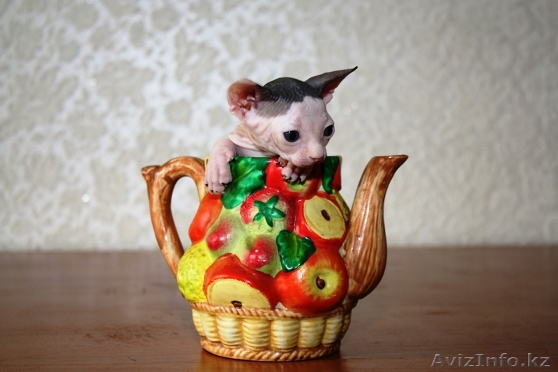 канадские сфинксы и донские сфинксы - Изображение #8, Объявление #181801