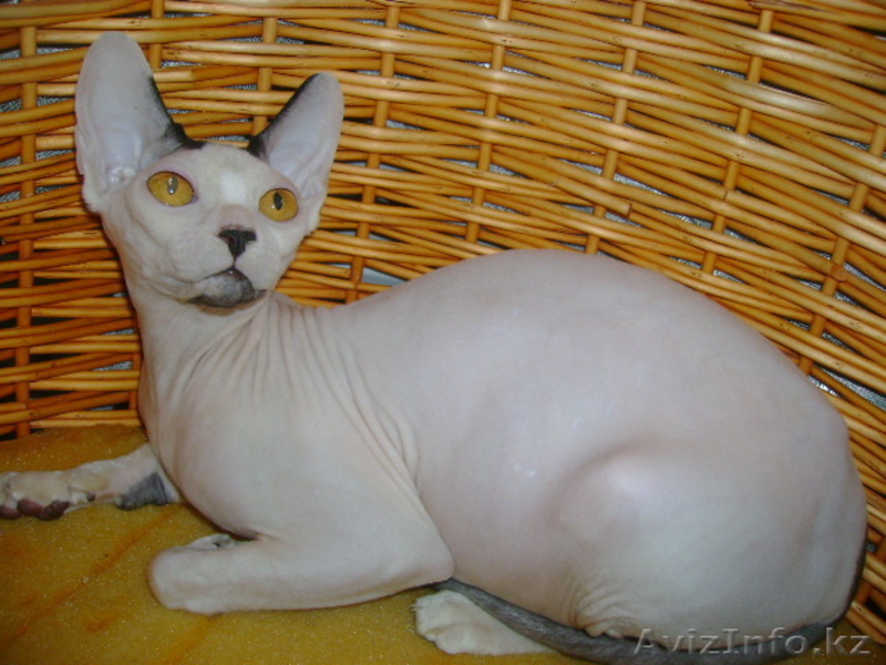 канадские сфинксы и донские сфинксы - Изображение #9, Объявление #181801