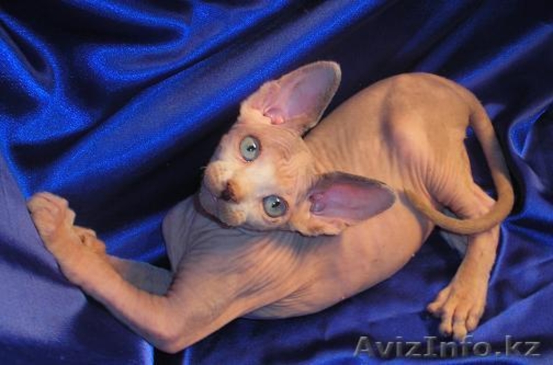 Котёнок канадского сфинкса, поинтовая черепаха с белым. - Изображение #4, Объявление #455311