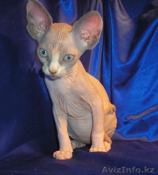 Котёнок канадского сфинкса, колорпоинтовая черепаха с белым. - Изображение #2, Объявление #455341