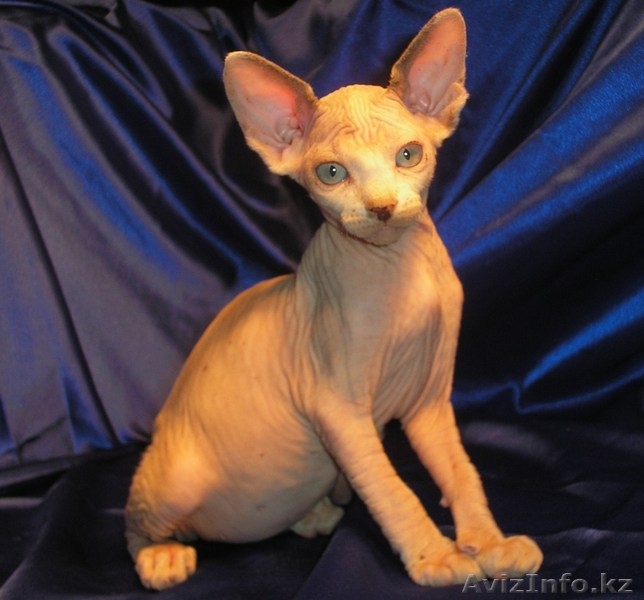 Котёнок канадского сфинкса, поинтовая черепаха с белым. - Изображение #2, Объявление #455311