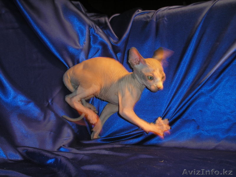 Котёнок канадского сфинкса, мальчик, минковый биколор. - Изображение #3, Объявление #455321