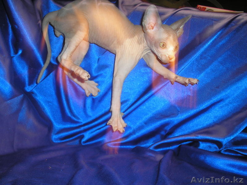 Котёнок канадского сфинкса, мальчик, минковый биколор. - Изображение #4, Объявление #455321