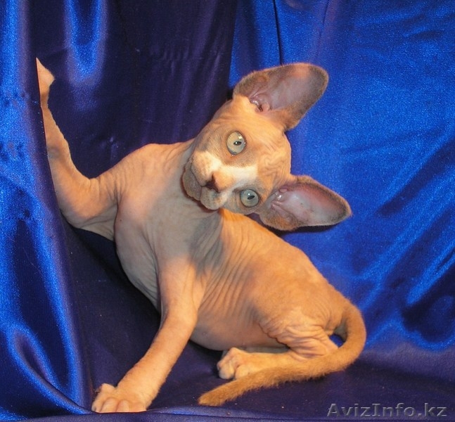 Котёнок канадского сфинкса, колорпоинтовая черепаха с белым. - Изображение #4, Объявление #455341