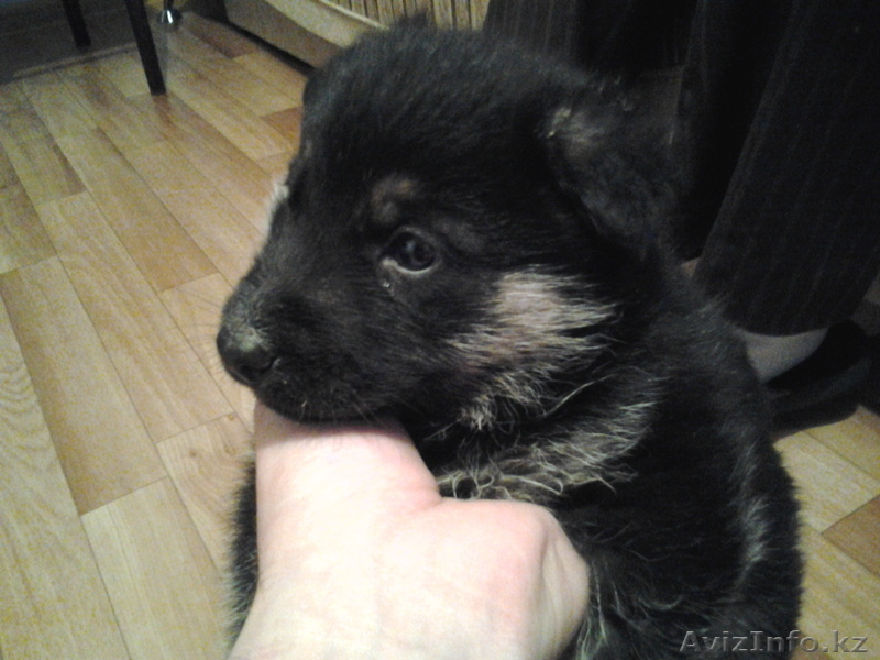 щенок немецкой овчарки, сука, возраст 1 месяц, с паспортом, прививками - Изображение #1, Объявление #594587