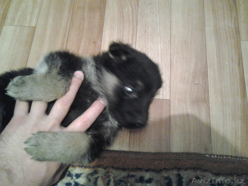 щенок немецкой овчарки, сука, возраст 1 месяц, с паспортом, прививками - Изображение #2, Объявление #594587