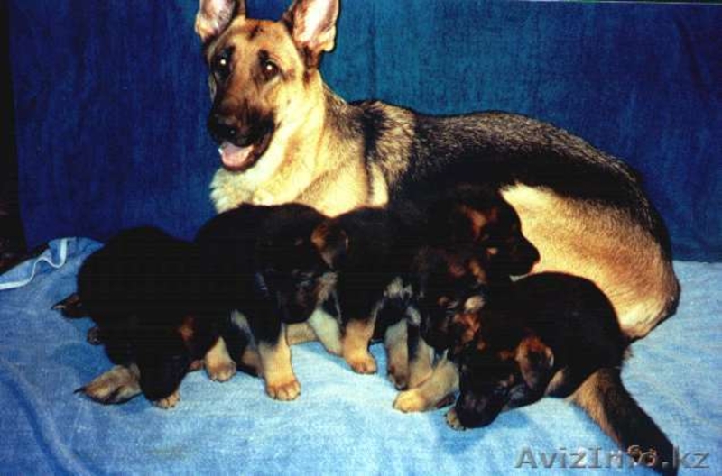 щенок немецкой овчарки, сука, возраст 1 месяц, с паспортом, прививками - Изображение #3, Объявление #594587