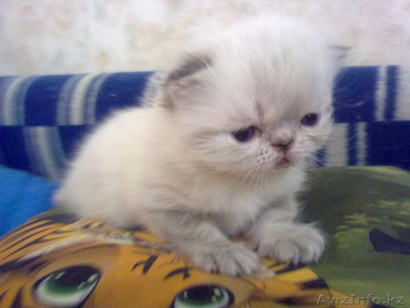 Экзоты и персы Питомника SUN BEAM - Изображение #1, Объявление #880631