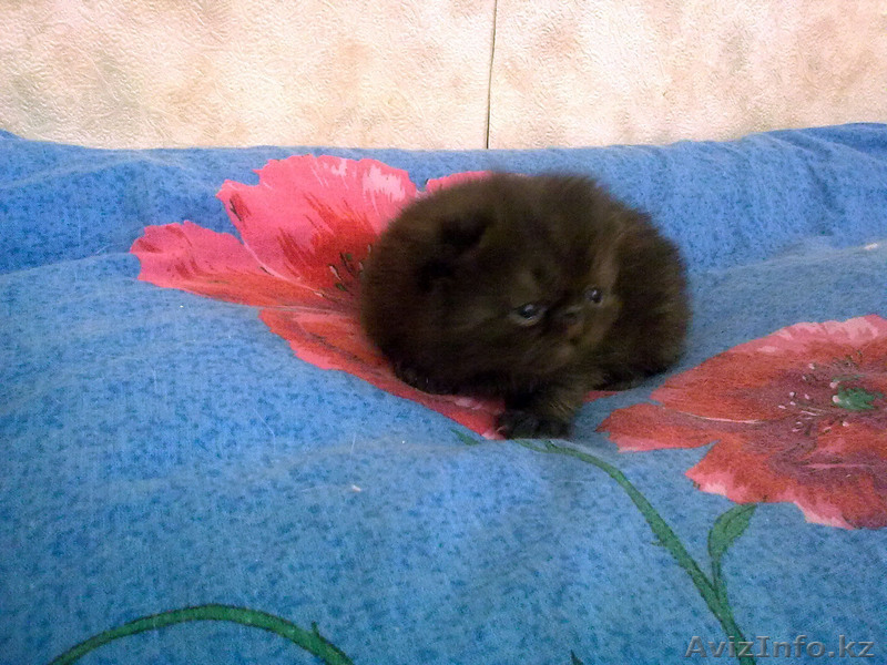 Экзоты и персы Питомника SUN BEAM - Изображение #2, Объявление #880631