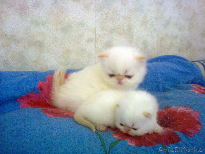 Экзоты и персы Питомника SUN BEAM - Изображение #3, Объявление #880631