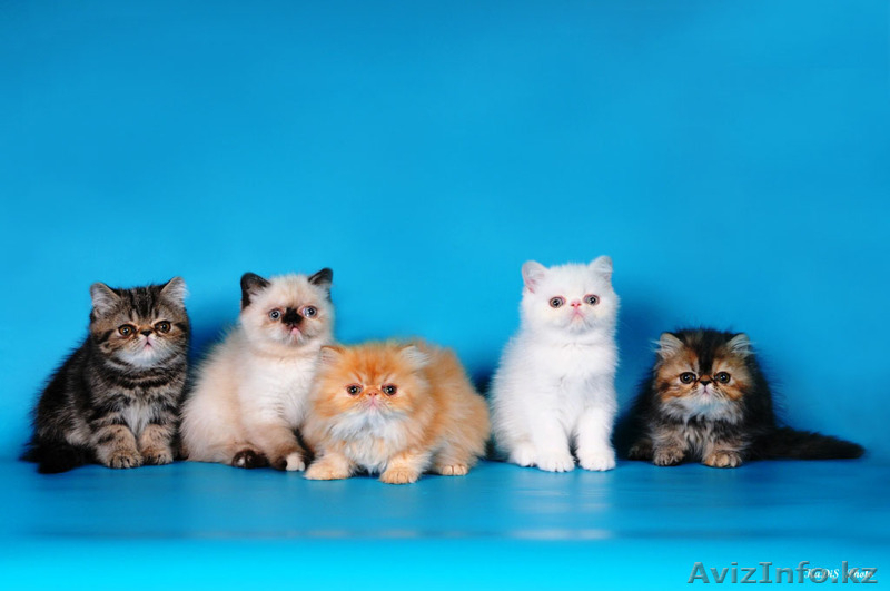 Экзоты и персы Питомника SUN BEAM - Изображение #4, Объявление #880631