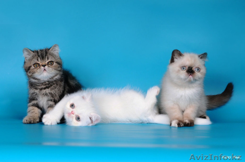 Экзоты и персы Питомника SUN BEAM - Изображение #5, Объявление #880631