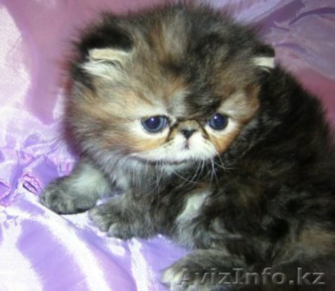 Экзоты и персы Питомника SUN BEAM - Изображение #8, Объявление #880631