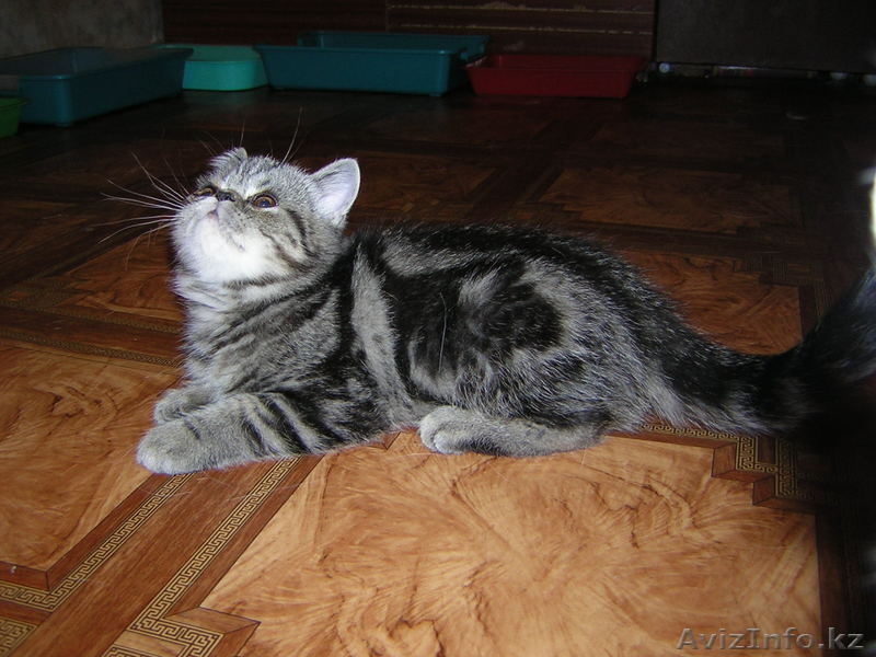 Экзоты и персы Питомника SUN BEAM - Изображение #9, Объявление #880631