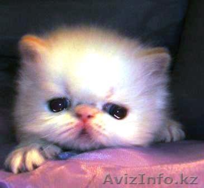 Экзоты и персы Питомника SUN BEAM - Изображение #10, Объявление #880631