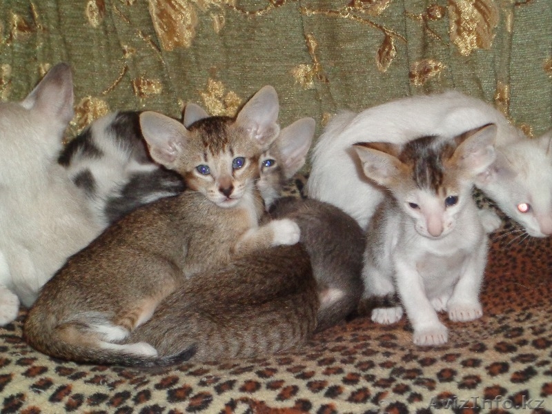 Ориентальные котята - Изображение #5, Объявление #960869